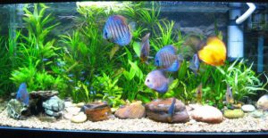 Homemade aquariums - available to everyone: a do-it-yourself aquarium at home: how to make glass, how to glue, video