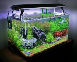 Homemade aquariums - available to everyone: a do-it-yourself aquarium at home: how to make glass, how to glue, video