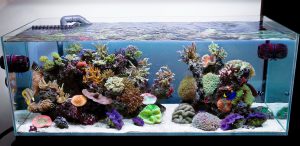 Homemade aquariums - available to everyone: a do-it-yourself aquarium at home: how to make glass, how to glue, video