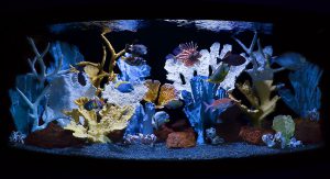 Homemade aquariums - available to everyone: a do-it-yourself aquarium at home: how to make glass, how to glue, video