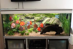 Homemade aquariums - available to everyone: a do-it-yourself aquarium at home: how to make glass, how to glue, video