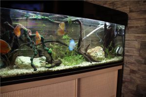 Homemade aquariums - available to everyone: a do-it-yourself aquarium at home: how to make glass, how to glue, video