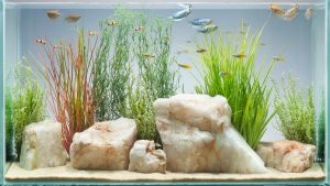 Homemade aquariums - available to everyone: a do-it-yourself aquarium at home: how to make glass, how to glue, video