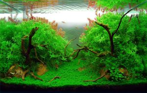 Homemade aquariums - available to everyone: a do-it-yourself aquarium at home: how to make glass, how to glue, video