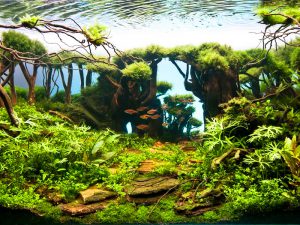 Homemade aquariums - available to everyone: a do-it-yourself aquarium at home: how to make glass, how to glue, video