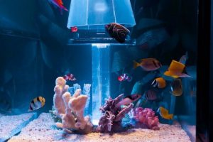 Homemade aquariums - available to everyone: a do-it-yourself aquarium at home: how to make glass, how to glue, video