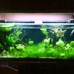 Homemade aquariums - available to everyone: a do-it-yourself aquarium at home: how to make glass, how to glue, video