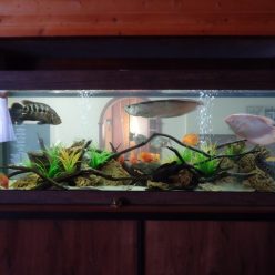 Homemade aquariums - available to everyone: a do-it-yourself aquarium at home: how to make glass, how to glue, video