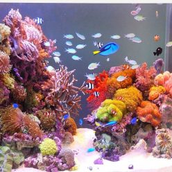 Homemade aquariums - available to everyone: a do-it-yourself aquarium at home: how to make glass, how to glue, video