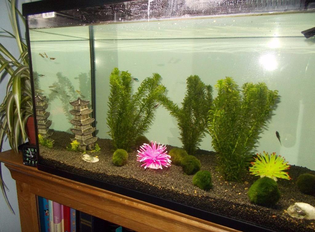 Decor for aquarium with plants