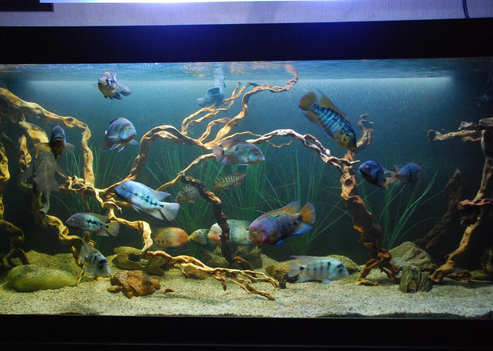 Aquarium decor arrangement