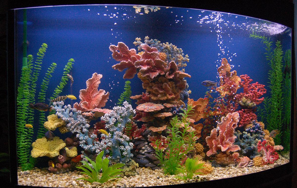 Decorative corals for aquarium