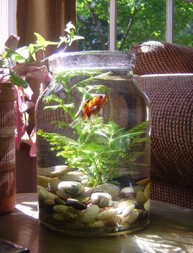 Decor for aquarium from a jar
