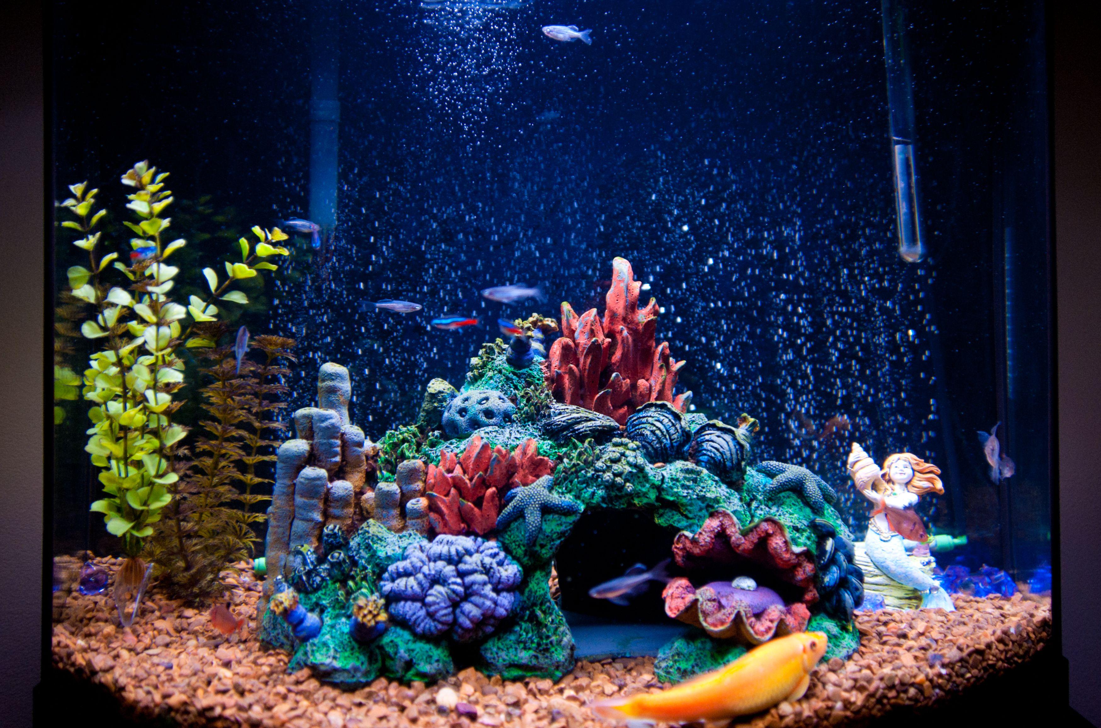 Decor for aquarium with starfish