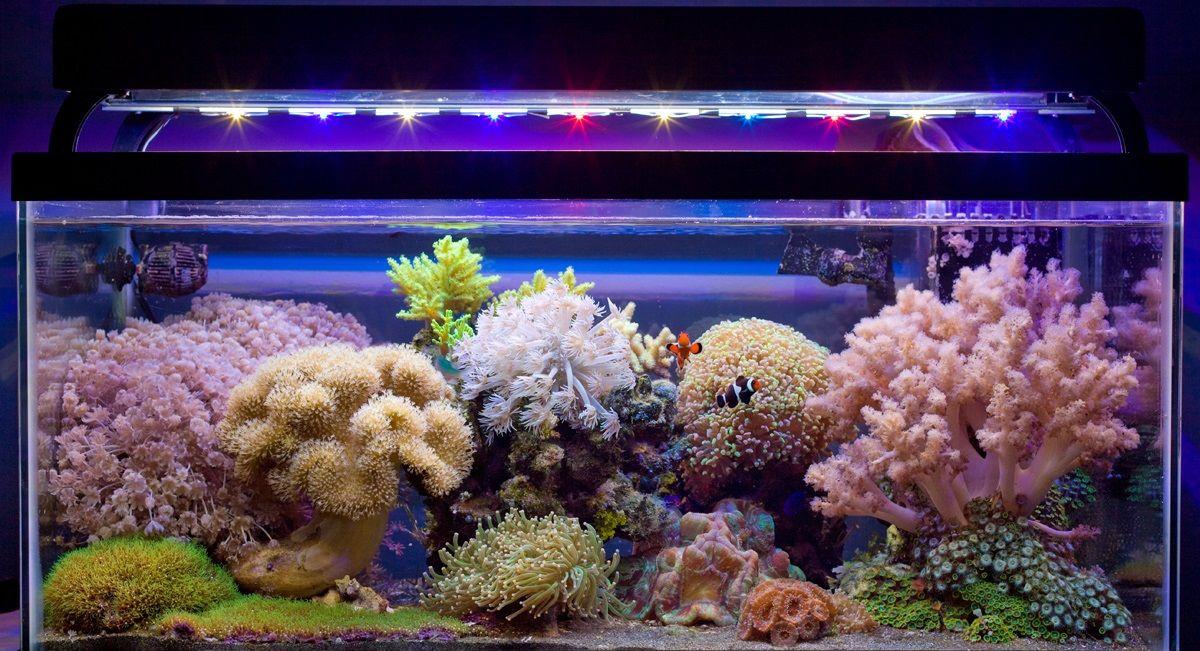 Marine aquarium decor