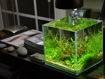 Homemade aquariums - available to everyone: a do-it-yourself aquarium at home: how to make glass, how to glue, video