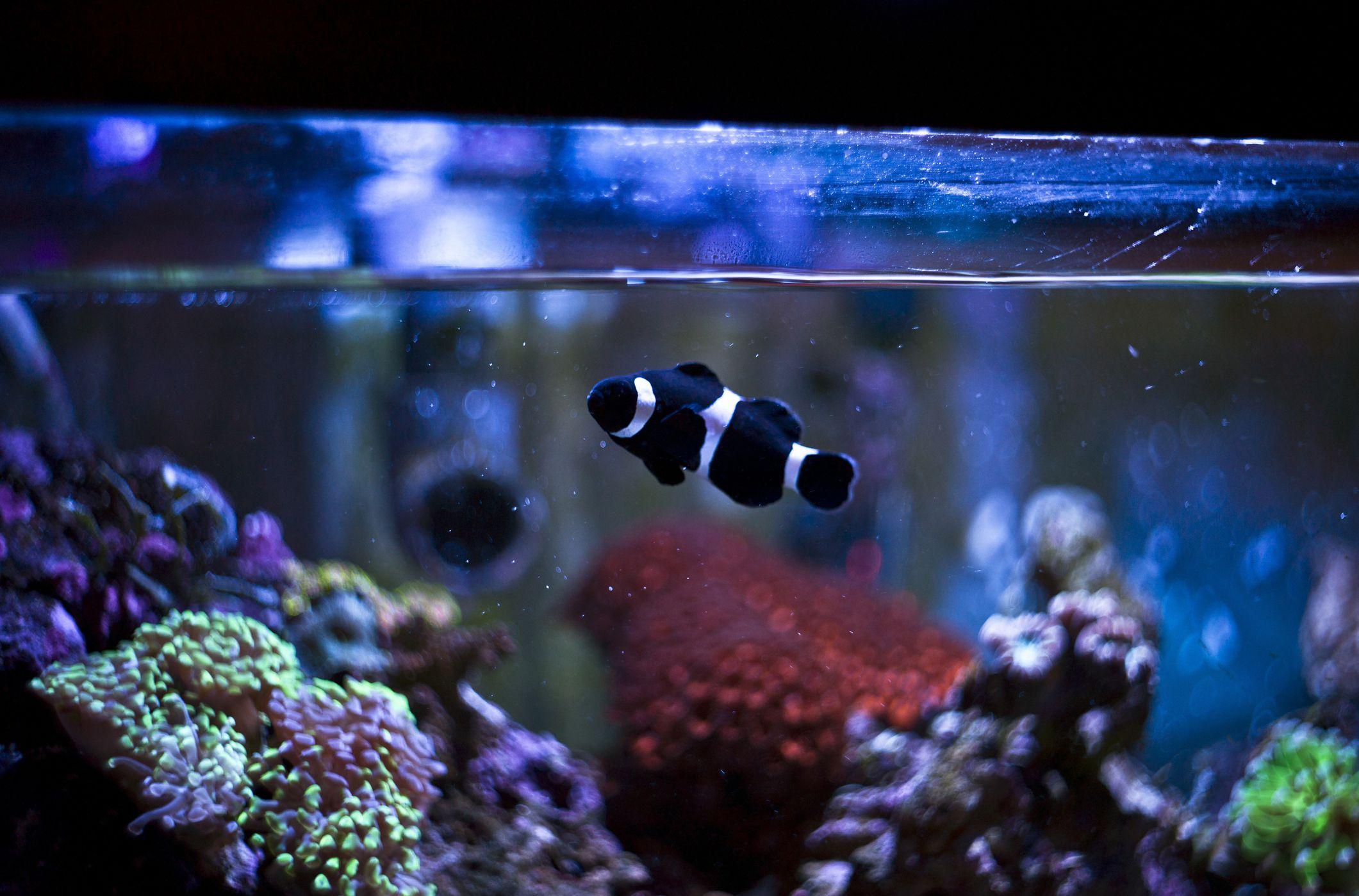 Aquarium decor clown fish