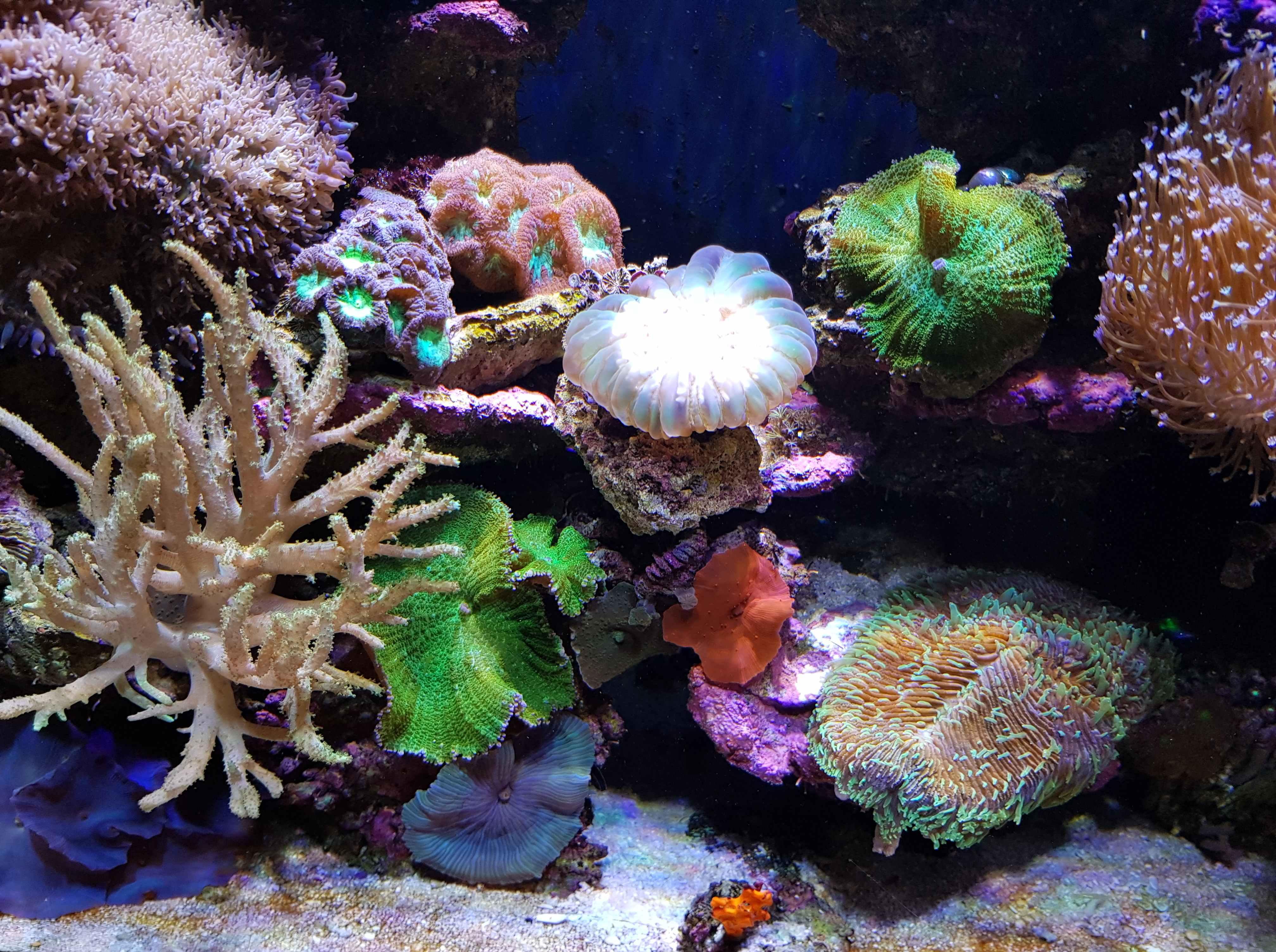Natural aquarium decor