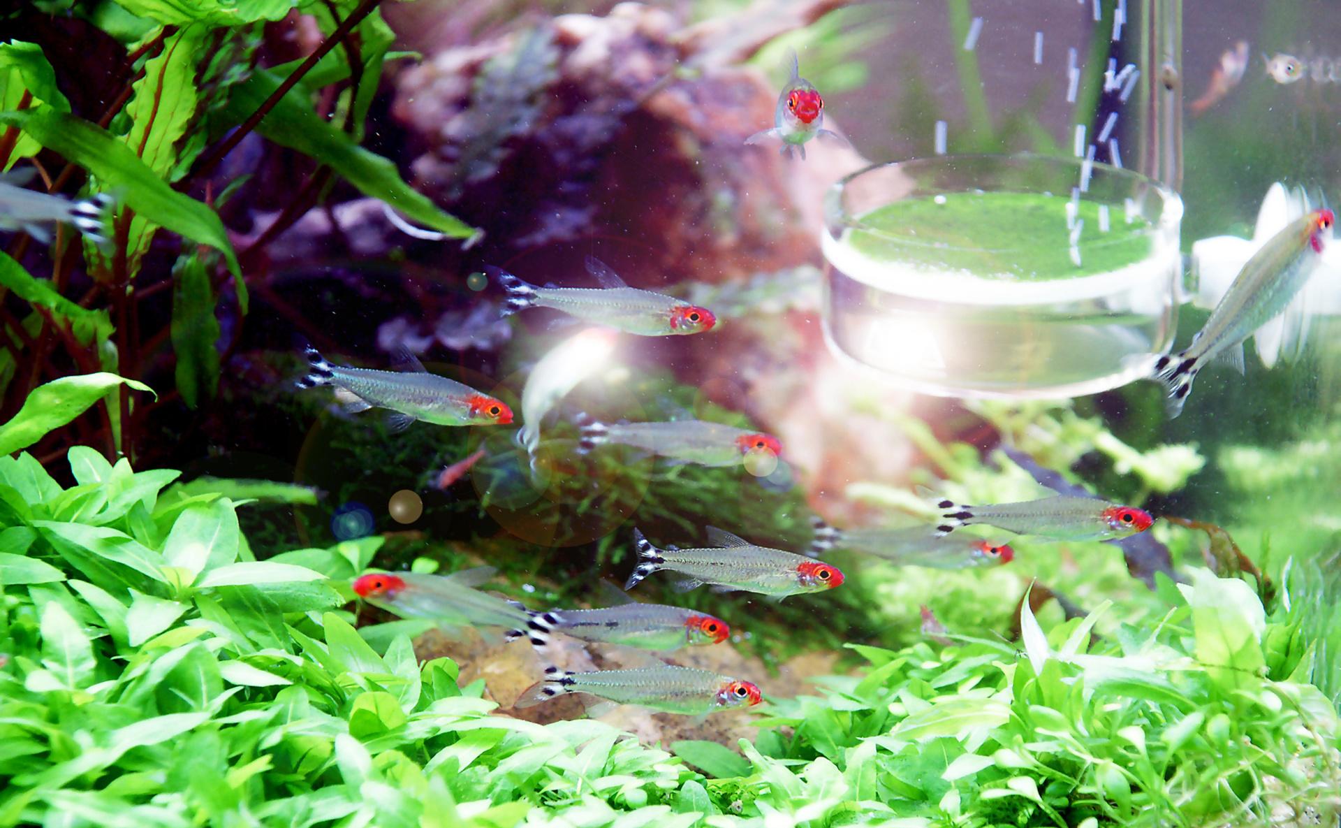 Aquarium decor with small fish