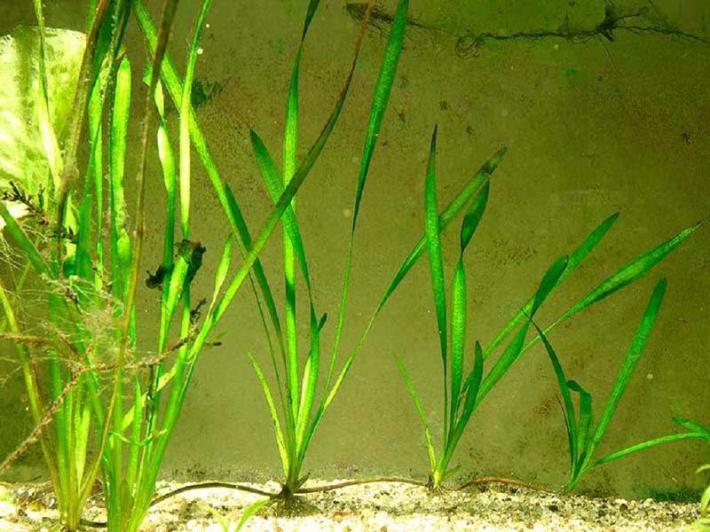 Vallisneria