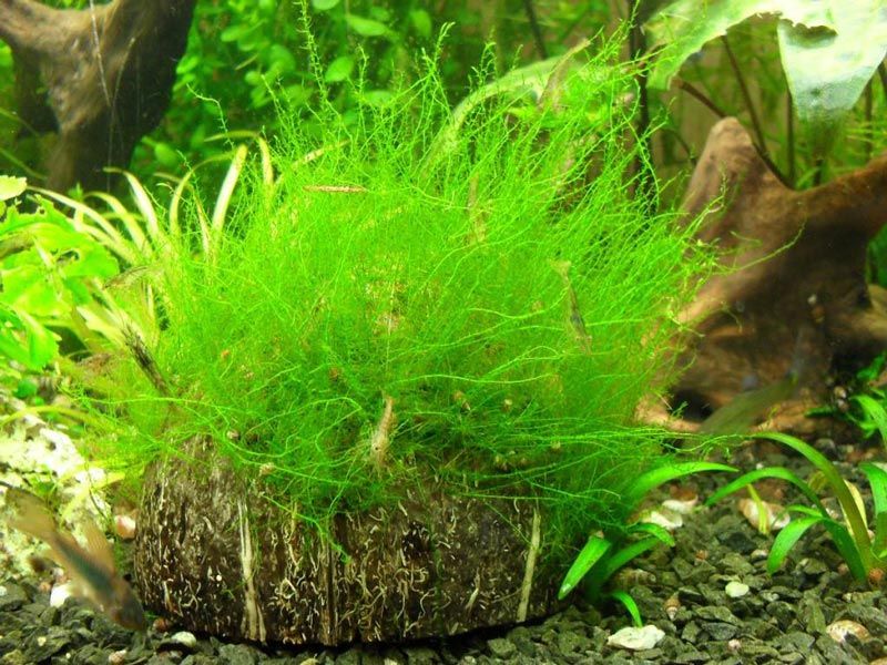 Aquarium moss