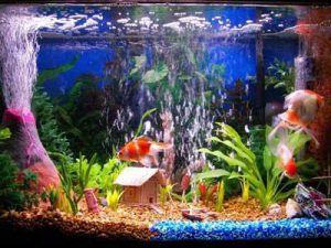 Homemade aquariums - available to everyone: a do-it-yourself aquarium at home: how to make glass, how to glue, video