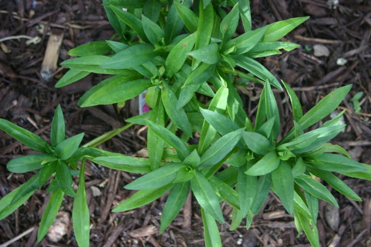 Sintbrinks planten in de volle grond