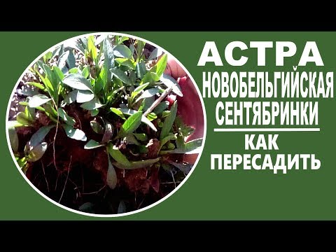 ASTRA NOVOBELGIYSKAYA. Sentyabrinki. Hoe te propageren. Wanneer transplanteren?