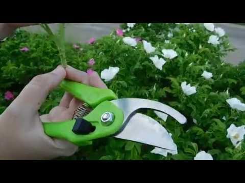 Шипка - декор и подложка за рози! Нарастващ.