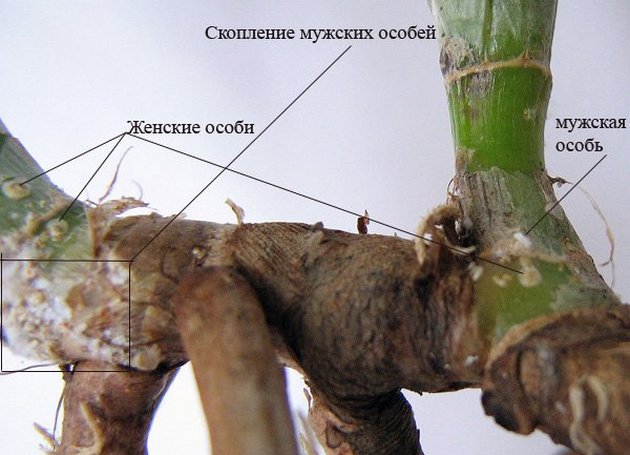 scale insects are very difficult to detect at an early stage