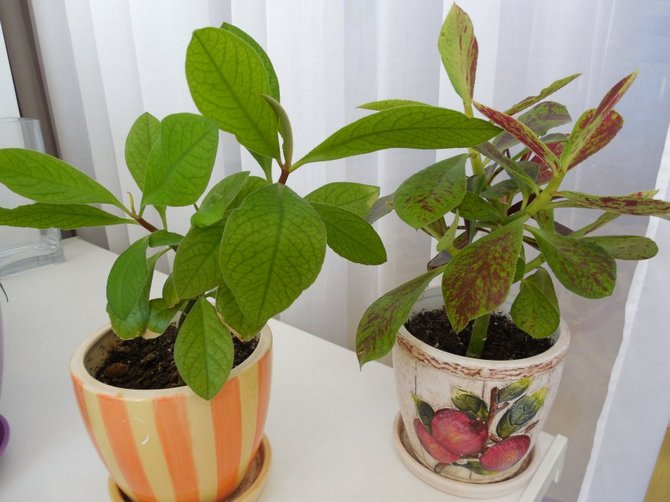 Thuis Synadenium Zorg