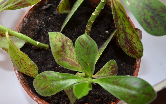 Het substraat voor het planten van synadenium moet een neutrale zuurgraad hebben (pH 5-7).