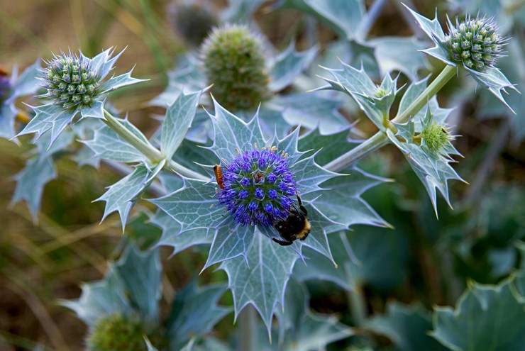 Enegolovnik - planten en verzorgen in het open veld. Groeiende erythematosus uit zaden, reproductiemethoden. Beschrijving, soorten. Foto