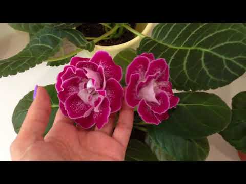 Gloxinia, sinningia, mininningia