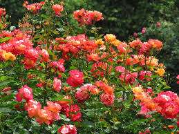 Розата Никол е особено взискателна за поливане в началото на пролетта, в процеса на активно развитие на пъпки и растеж на n