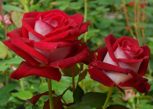 Розата се прикрива само когато се установи стабилна минусова температура. Над храста се издига дървена рамка, която от своя страна е покрита с няколко слоя филм, брезент или друга постелка