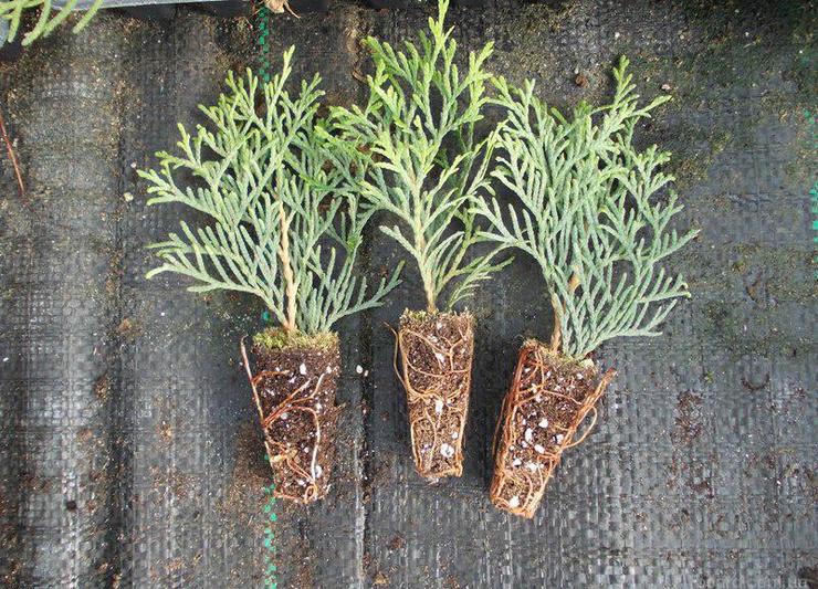 Voortplanting door de wortel te delen