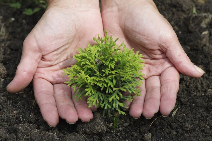 Thuja-vermeerdering door stekken, zaden