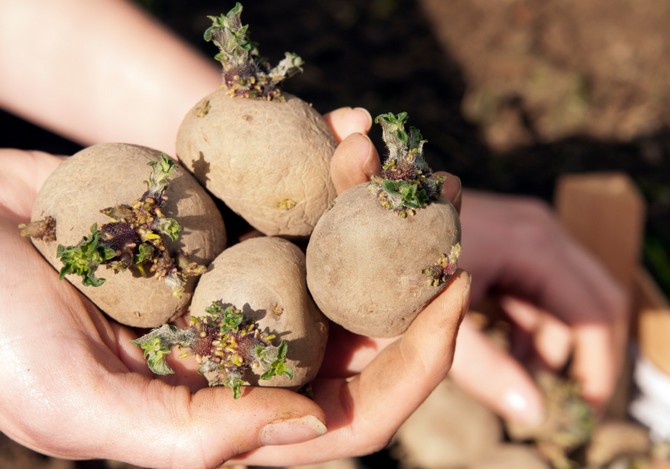 Potato tubers selected for planting must be germinated half a month before planting.