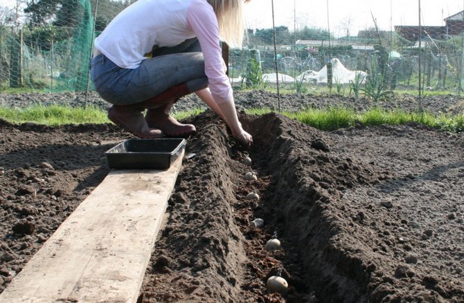 Planting and hilling potatoes
