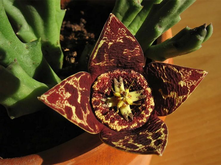 Stapelia не цъфти