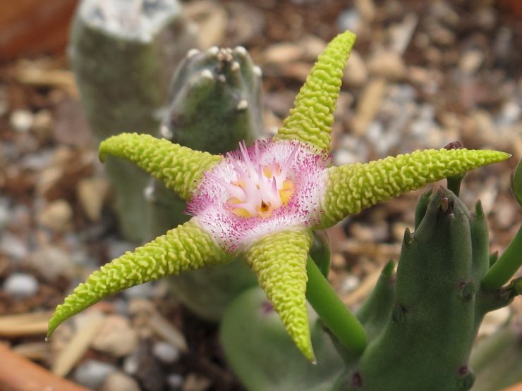 Stapelia златисто лилаво