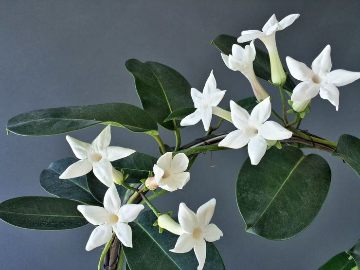 Stephanotis overvloedig