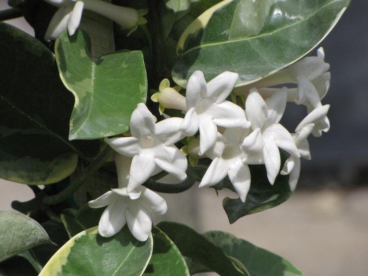 Stephanotis bloeiend bont