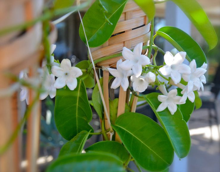 Stephanotis thuis: tekens