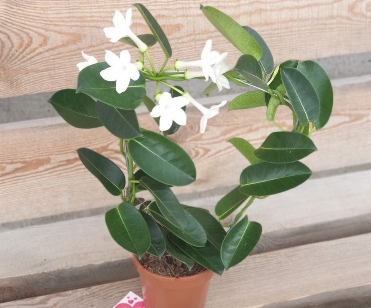 Meststoffen voor stephanotis