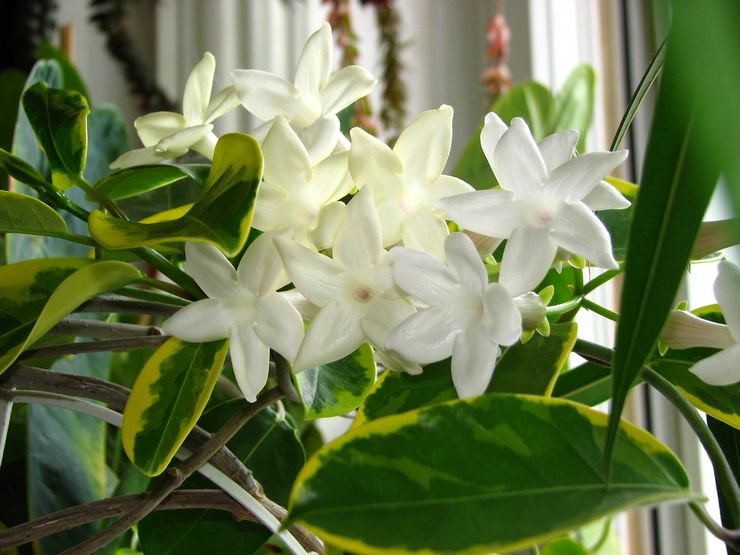 Bloeiende stephanotis