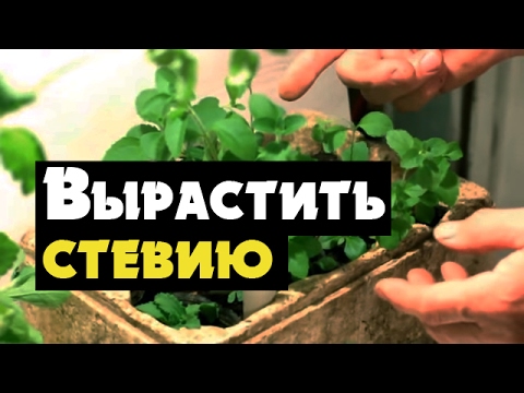 Stevia - видео за отглеждане на медена трева