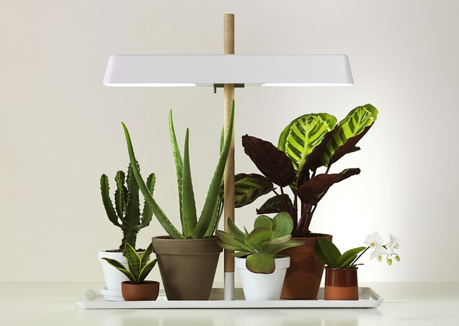 Light for plants. Lighting of flowers and plants