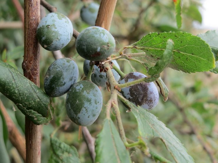 Een doorn planten